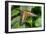 1993-Butterfly House-Gordon Semmens-Framed Photographic Print