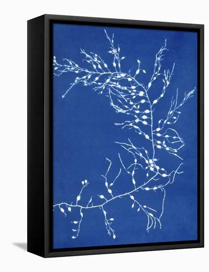 19th-century Alga Cyanotype-Spencer Collection-Framed Premier Image Canvas