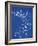 19th-century Alga Cyanotype-Spencer Collection-Framed Photographic Print