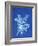 19th-century Alga Cyanotype-Spencer Collection-Framed Photographic Print