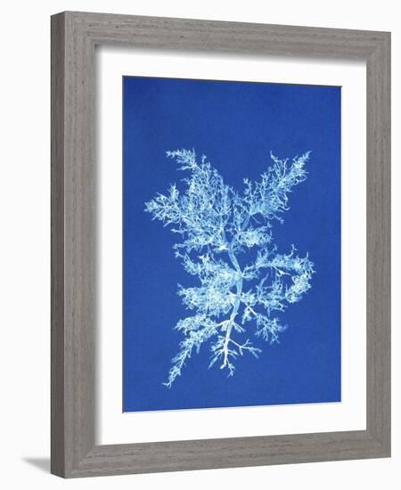 19th-century Alga Cyanotype-Spencer Collection-Framed Photographic Print