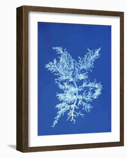 19th-century Alga Cyanotype-Spencer Collection-Framed Photographic Print