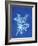 19th-century Alga Cyanotype-Spencer Collection-Framed Photographic Print