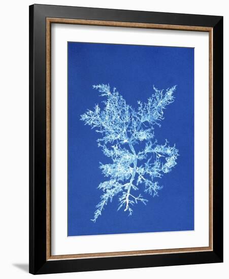 19th-century Alga Cyanotype-Spencer Collection-Framed Photographic Print