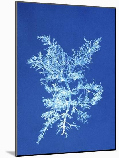 19th-century Alga Cyanotype-Spencer Collection-Mounted Photographic Print