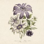Clematis-19th Century English School-Stretched Canvas