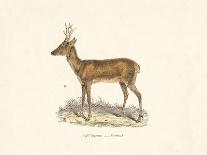 Elk Study-19th Century English School-Giclee Print