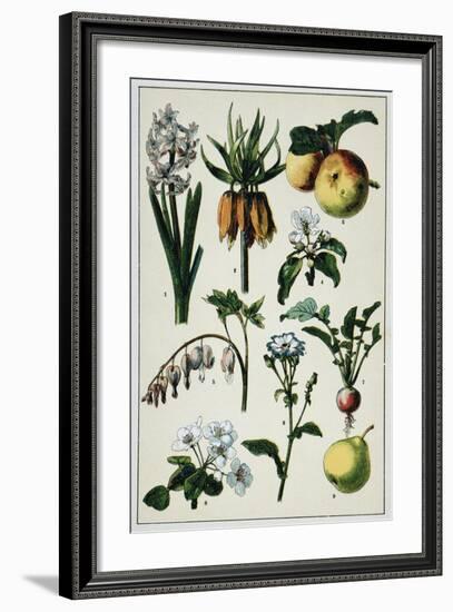 19th-Century French Botanical Print-null-Framed Giclee Print