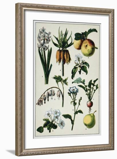 19th-Century French Botanical Print-null-Framed Giclee Print