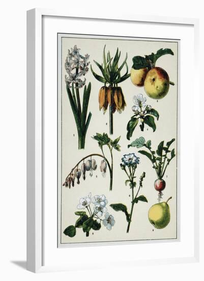 19th-Century French Botanical Print-null-Framed Giclee Print