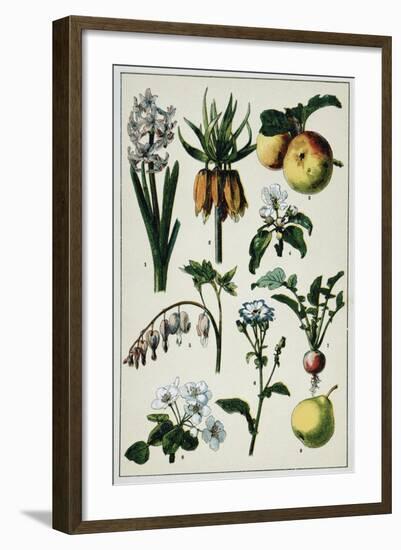 19th-Century French Botanical Print-null-Framed Giclee Print