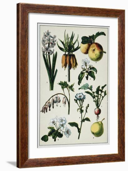 19th-Century French Botanical Print-null-Framed Giclee Print