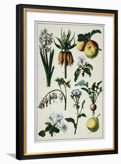 19th-Century French Botanical Print-null-Framed Giclee Print