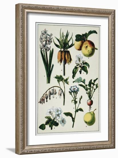 19th-Century French Botanical Print-null-Framed Giclee Print