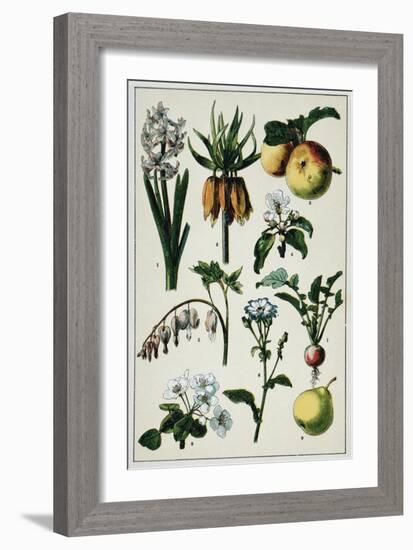 19th-Century French Botanical Print-null-Framed Giclee Print