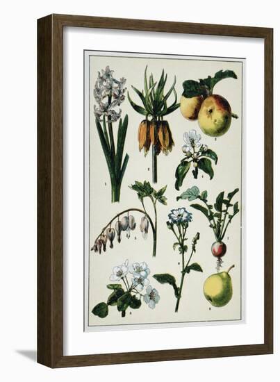 19th-Century French Botanical Print-null-Framed Giclee Print