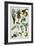 19th-Century French Botanical Print-null-Framed Giclee Print