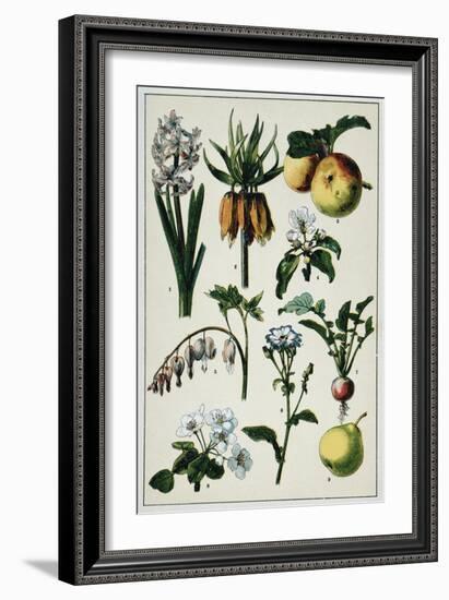 19th-Century French Botanical Print-null-Framed Giclee Print