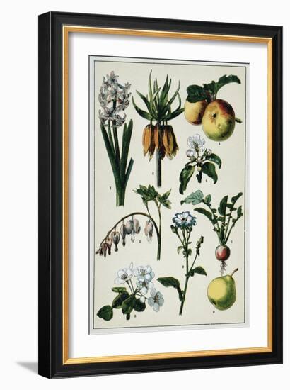 19th-Century French Botanical Print-null-Framed Giclee Print