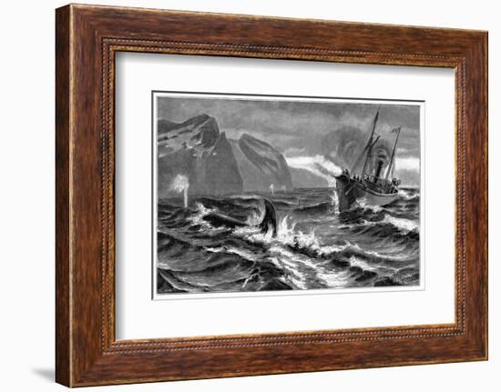 19th Century Whale Hunt-CCI Archives-Framed Photographic Print