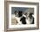 2 Border Collies-Andraz_Cerar-Framed Photographic Print