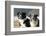 2 Border Collies-Andraz_Cerar-Framed Photographic Print