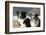 2 Border Collies-Andraz_Cerar-Framed Photographic Print