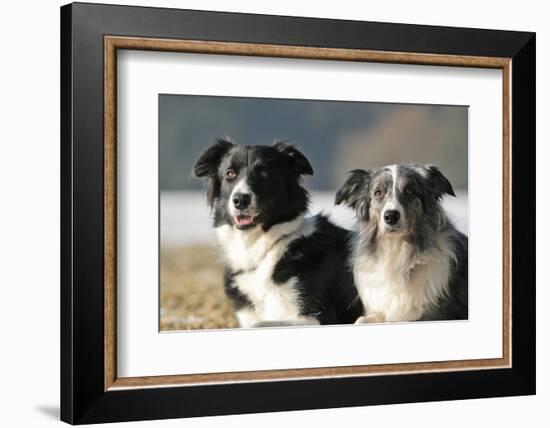 2 Border Collies-Andraz_Cerar-Framed Photographic Print