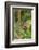 2 butterflies, on the left-hand side small beauties, Colobura dirce, to the right of banana butterf-Alexander Georgiadis-Framed Photographic Print