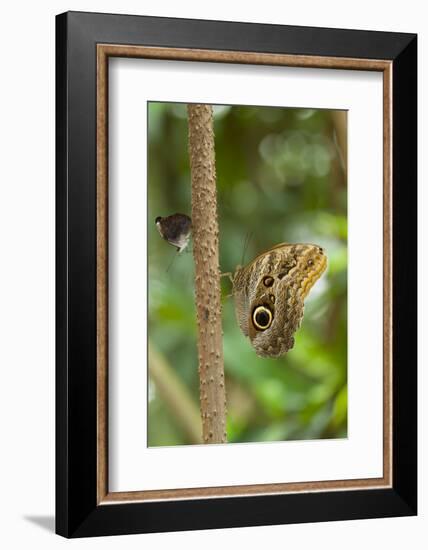 2 butterflies, on the left-hand side small beauties, Colobura dirce, to the right of banana butterf-Alexander Georgiadis-Framed Photographic Print
