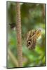 2 butterflies, on the left-hand side small beauties, Colobura dirce, to the right of banana butterf-Alexander Georgiadis-Mounted Photographic Print