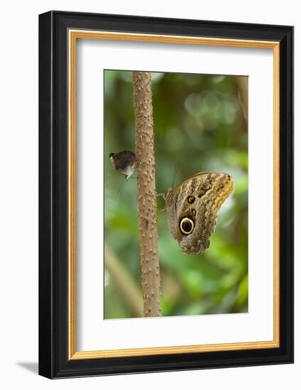 2 butterflies, on the left-hand side small beauties, Colobura dirce, to the right of banana butterf-Alexander Georgiadis-Framed Photographic Print