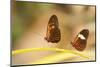 2 butterflies passion flower butterfly, Heliconius, on leaves-Alexander Georgiadis-Mounted Photographic Print