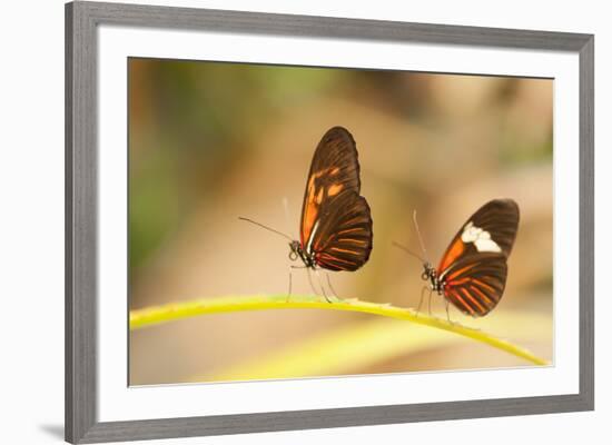 2 butterflies passion flower butterfly, Heliconius, on leaves-Alexander Georgiadis-Framed Photographic Print