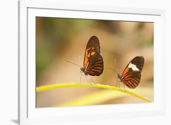 2 butterflies passion flower butterfly, Heliconius, on leaves-Alexander Georgiadis-Framed Photographic Print