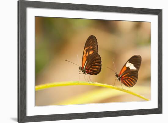 2 butterflies passion flower butterfly, Heliconius, on leaves-Alexander Georgiadis-Framed Photographic Print