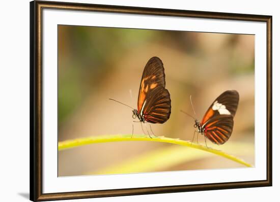 2 butterflies passion flower butterfly, Heliconius, on leaves-Alexander Georgiadis-Framed Photographic Print