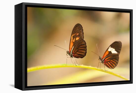 2 butterflies passion flower butterfly, Heliconius, on leaves-Alexander Georgiadis-Framed Premier Image Canvas