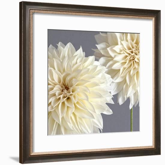 2 Cream Dahlias on Gray-Tom Quartermaine-Framed Giclee Print