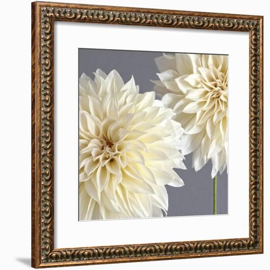 2 Cream Dahlias on Gray-Tom Quartermaine-Framed Giclee Print