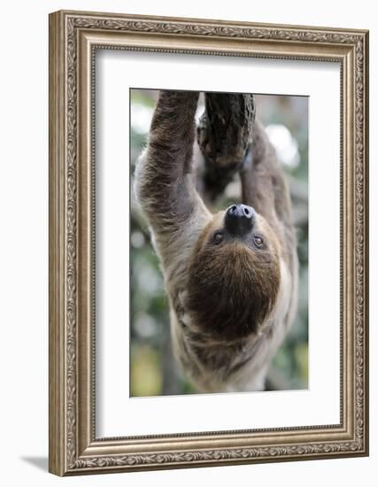 2 Finger Sloth, Choloepus Didactylus, Branch, Hang, Climb Headlong-Ronald Wittek-Framed Photographic Print