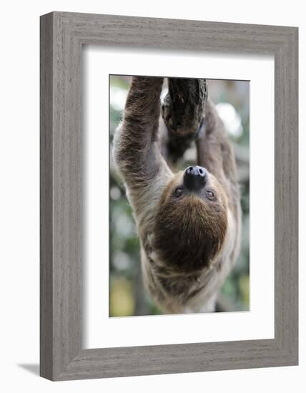 2 Finger Sloth, Choloepus Didactylus, Branch, Hang, Climb Headlong-Ronald Wittek-Framed Photographic Print