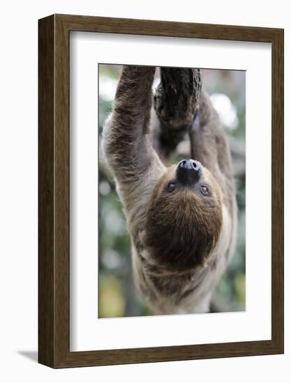 2 Finger Sloth, Choloepus Didactylus, Branch, Hang, Climb Headlong-Ronald Wittek-Framed Photographic Print