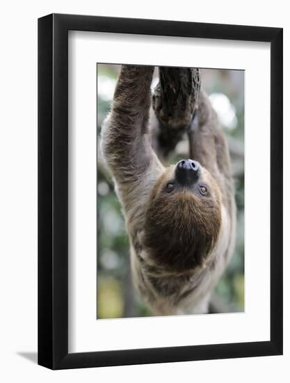 2 Finger Sloth, Choloepus Didactylus, Branch, Hang, Climb Headlong-Ronald Wittek-Framed Photographic Print