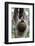 2 Finger Sloth, Choloepus Didactylus, Branch, Hang, Climb Headlong-Ronald Wittek-Framed Photographic Print