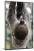 2 Finger Sloth, Choloepus Didactylus, Branch, Hang, Climb Headlong-Ronald Wittek-Mounted Photographic Print