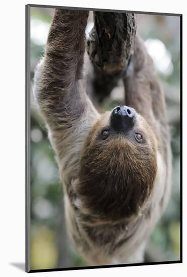 2 Finger Sloth, Choloepus Didactylus, Branch, Hang, Climb Headlong-Ronald Wittek-Mounted Photographic Print