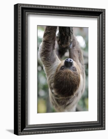 2 Finger Sloth, Choloepus Didactylus, Branch, Hang, Climb Headlong-Ronald Wittek-Framed Photographic Print