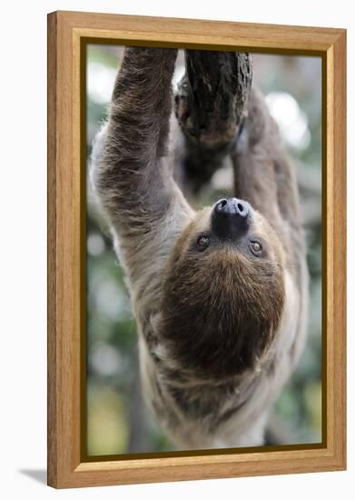 2 Finger Sloth, Choloepus Didactylus, Branch, Hang, Climb Headlong-Ronald Wittek-Framed Premier Image Canvas