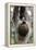 2 Finger Sloth, Choloepus Didactylus, Branch, Hang, Climb Headlong-Ronald Wittek-Framed Premier Image Canvas